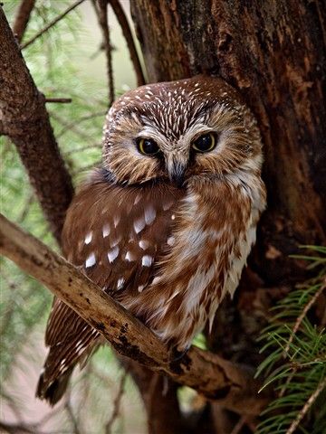 owl (11).jpg