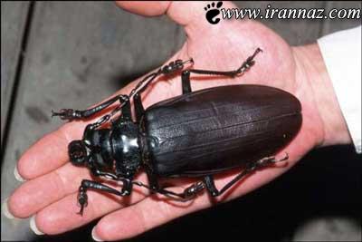 The-largest-and-most-feared-insect-in-the-world-photo.jpg